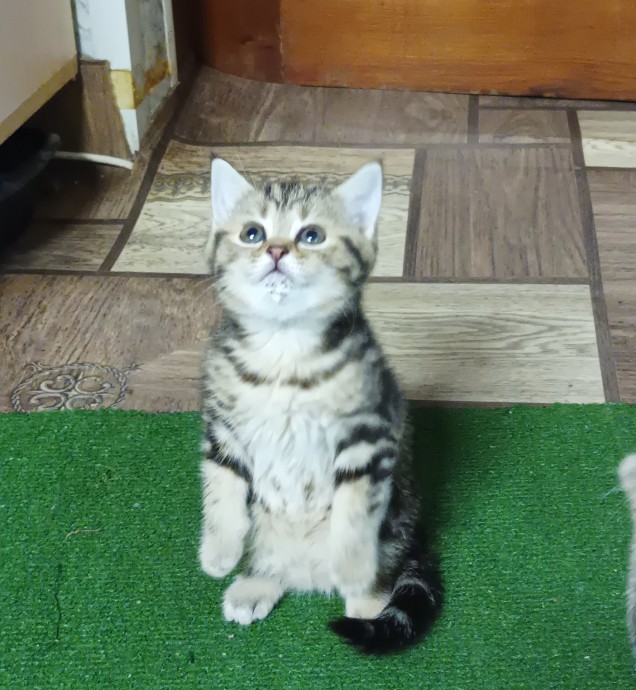 promo img